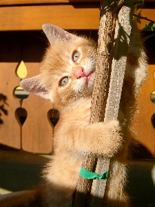 White cute fur orange Photo