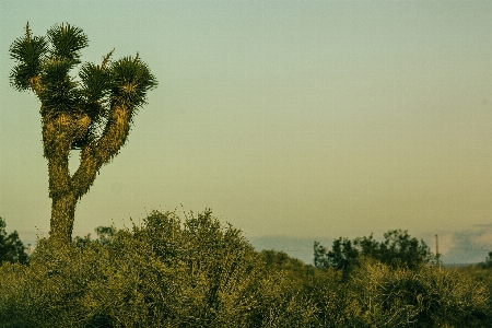 Landscape tree nature grass Photo