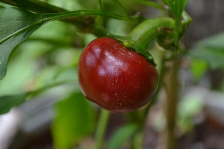 Foto Planta fruta flor alimento