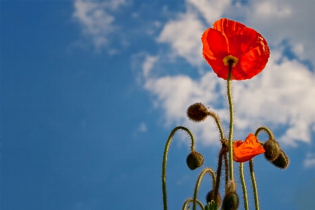 Nature blossom cloud plant Photo