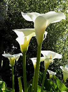 Plant leaf flower green Photo