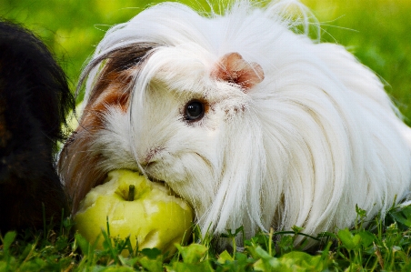 Grass white flower mammal Photo