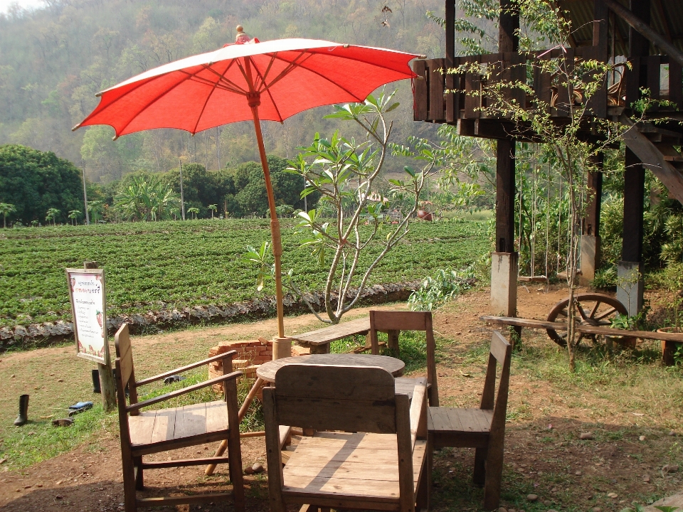 Table cafe flower umbrella