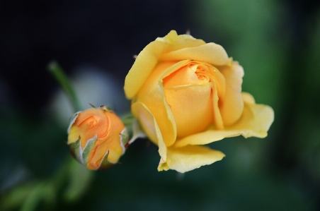 Nature blossom plant photography Photo