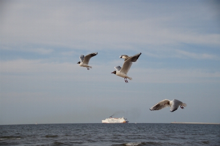 Beach sea coast ocean Photo