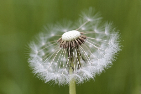 Natur gras blüte anlage Foto