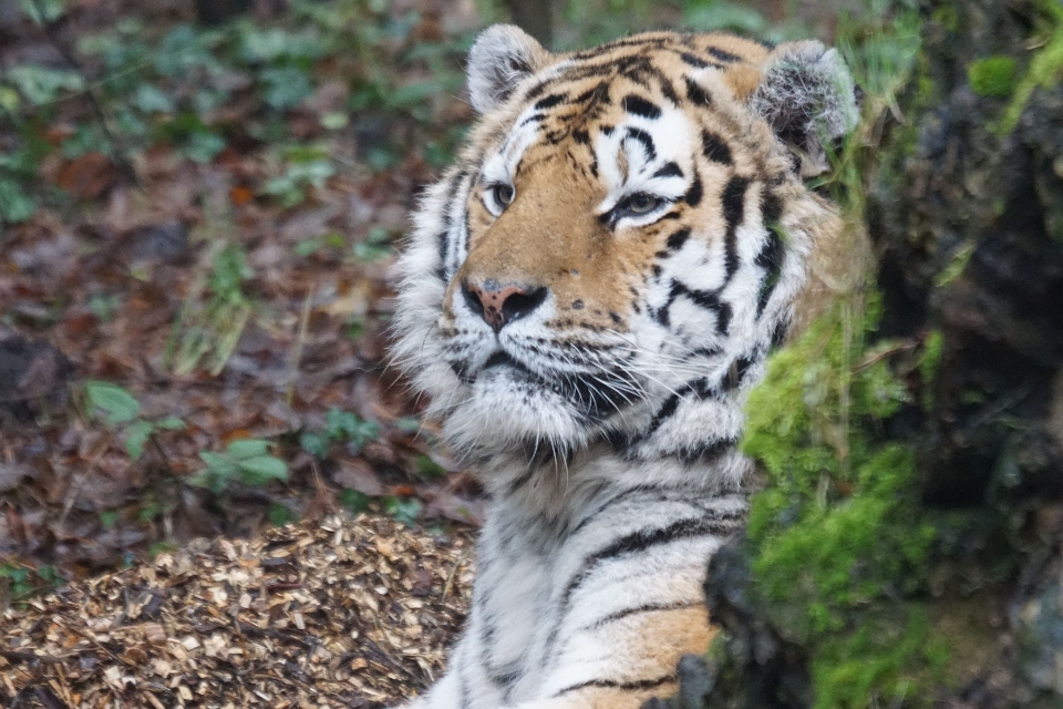 Fauna silvestre zoo mamífero depredador