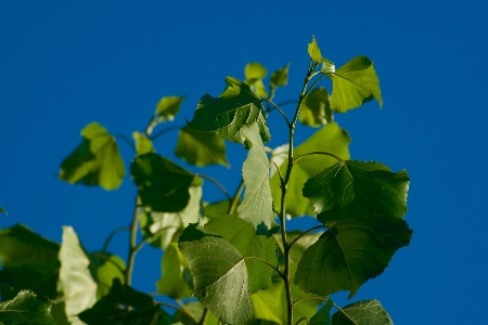 Tree nature plant sky Photo