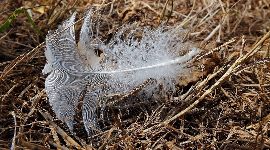 Water nature grass bird Photo