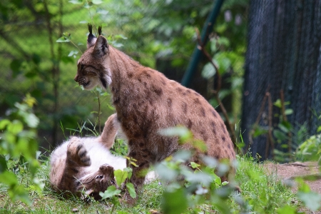 フェンス 遊ぶ 動物 野生動物 写真