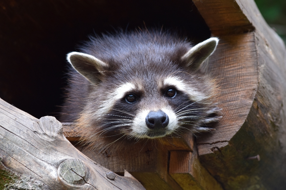 Animal bonitinho animais selvagens jardim zoológico