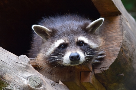 Animal cute wildlife zoo Photo