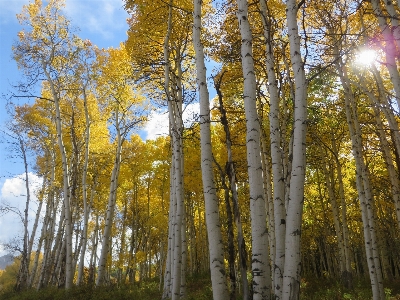 Tree nature forest outdoor Photo