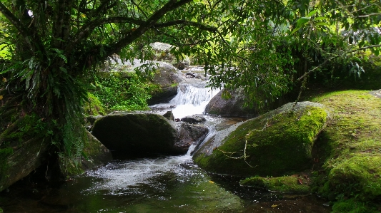 Tree water nature forest Photo