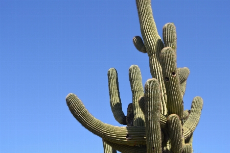 Foto Paisagem natureza cacto
 plantar