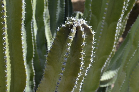 Foto água natureza espinhoso
 cacto
