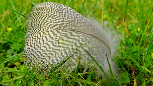 Nature forest grass bird Photo