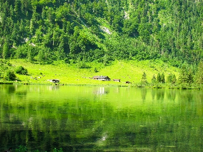 Landscape tree water nature Photo