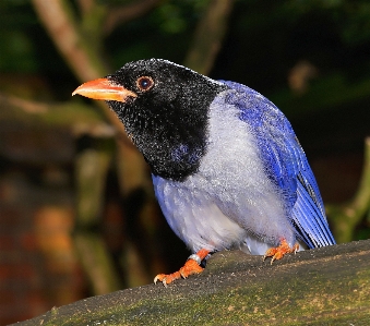 Natur vogel flügel tierwelt Foto