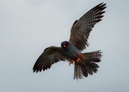 鳥 羽 野生動物 野生 写真