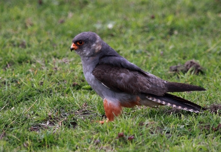 Foto Alam burung margasatwa liar