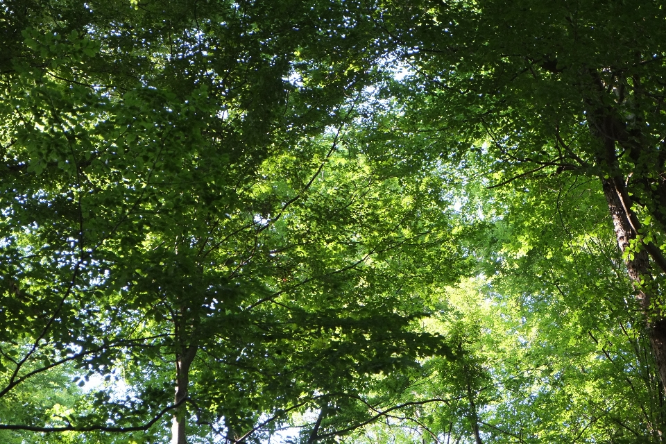 Arbre nature forêt bifurquer