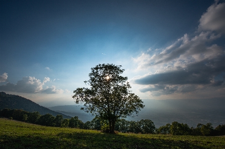 風景 木 自然 森 写真