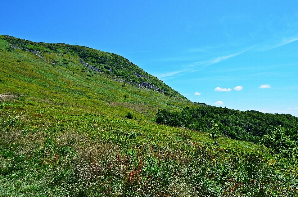 Krajobraz wybrzeże drzewo natura