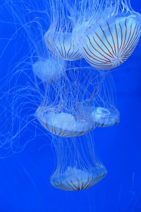 Acqua ala biologia medusa