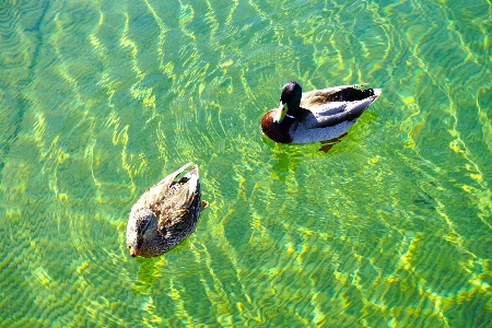 海 水 自然 鳥 写真