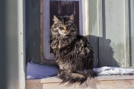 Foto Nevicare freddo inverno animale