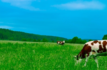 Landscape grass field farm Photo