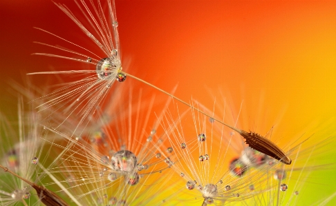 Foto água natureza florescer orvalho