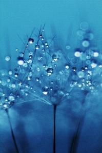 Water nature branch blossom Photo