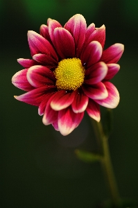 Nature blossom plant photography Photo