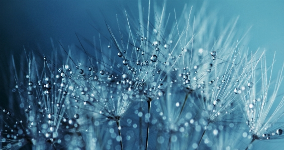 Water nature branch blossom Photo