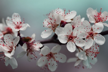 Tree nature branch blossom Photo