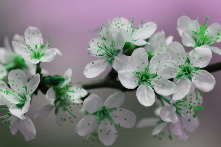 Tree nature branch blossom Photo