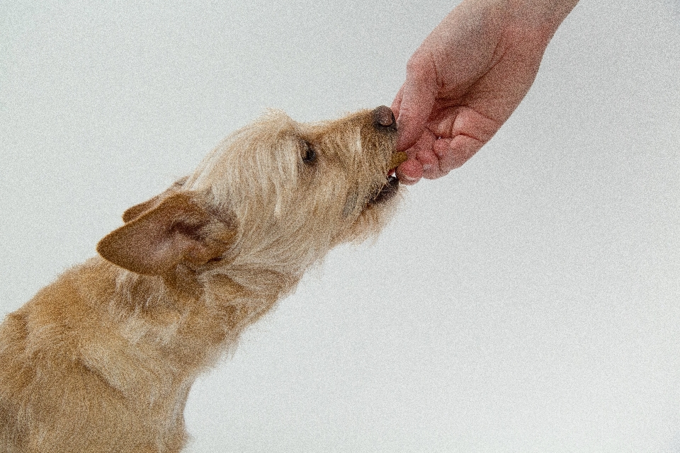 犬 哺乳類 ビスケット 食べる