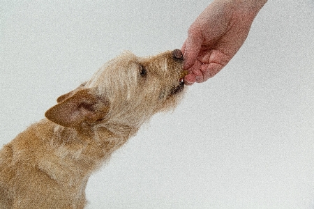 犬 哺乳類 ビスケット 食べる 写真