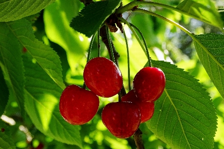 木 ブランチ 植物 フルーツ 写真