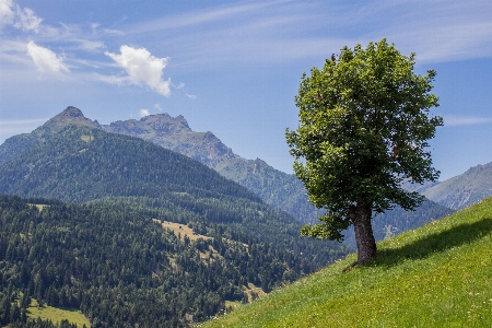 Landscape tree nature forest Photo