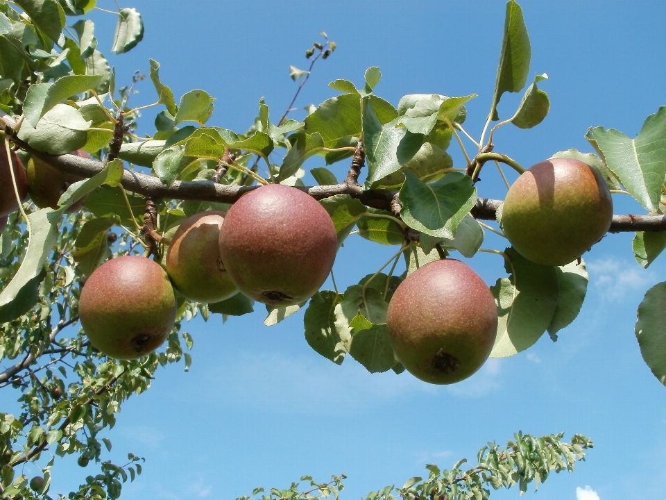 Apple ağaç doğa dal