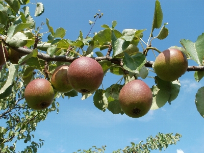 Apple tree nature branch Photo