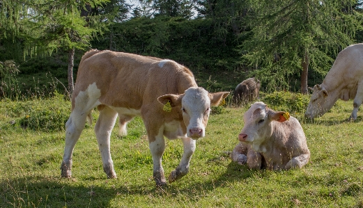 Nature grass field farm Photo