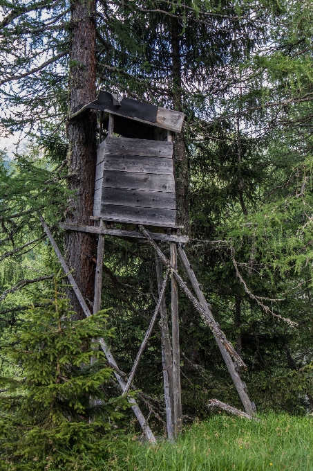 Landschaft baum natur wald