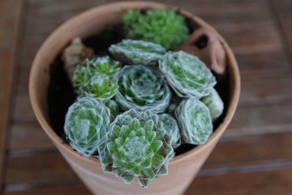 Cactus plant fruit leaf