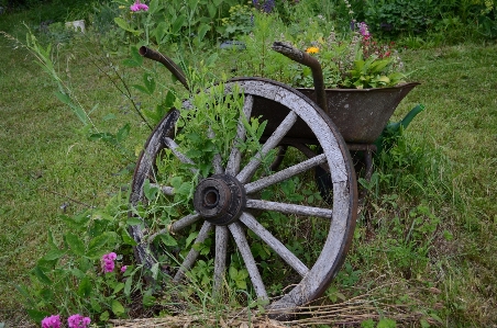 Grass wood lawn wheel Photo