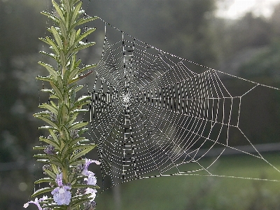 Foto Ala ragnatela
 ragnatela insetto