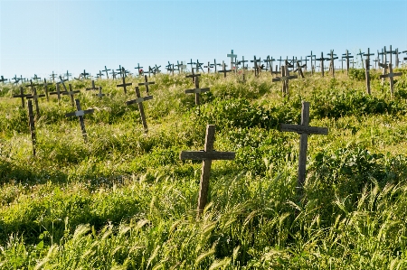 Foto Erba pianta vigneti campo